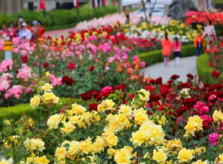 KTX - 곡성 세계장미축제 자유여행 (당일)