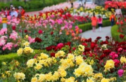 KTX - 곡성 세계장미축제 자유여행 (당일)