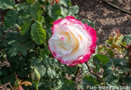 ♥봄꽃♥[KTX-당일]다함께 로~즈 삼척장미축제+묵호