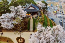 ♥봄꽃♥ [KTX-당일] 벚꽃 흩날리는 강릉 경포+안목커피거리