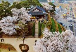 ♥봄꽃♥ [KTX-당일] 벚꽃 흩날리는 강릉 경포+안목커피거리