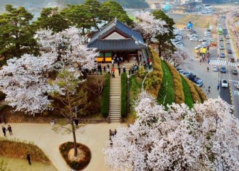 ♥봄꽃♥ [KTX-당일] 벚꽃 흩날리는 강릉 경포+안목커피거리