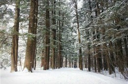 ▶정선1박2일◀[KTX]동해바다*정선 가리왕산케이블카&레일바이크*옥산장 1박2일 ★2012~2022 우수여행상품선정★