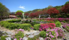 ♥봄꽃♥[무궁화-당일]제천 청풍호반 벚꽃길+배론성지+의림지