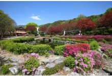 ♥봄꽃♥[무궁화-당일]제천 청풍호반 벚꽃길+배론성지+의림지