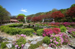 ♥봄꽃♥[무궁화-당일]제천 청풍호반 벚꽃길+배론성지+의림지