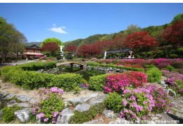 ♥봄꽃♥[무궁화-당일]제천 청풍호반 벚꽃길+배론성지+의림지