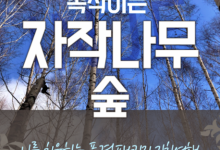 강원도 인제 자작나무숲* 홍천 수타사 당일 기차여행 (중식제공)