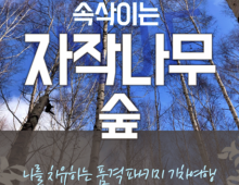 강원도 인제 자작나무숲* 홍천 수타사 당일 기차여행 (중식제공)