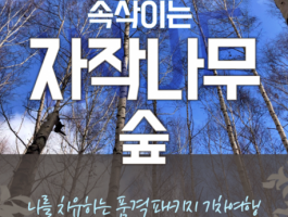 강원도 인제 자작나무숲* 홍천 수타사 당일 기차여행 (중식제공)