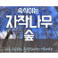 강원도 인제 자작나무숲* 홍천 수타사 당일 기차여행 (중식제공)