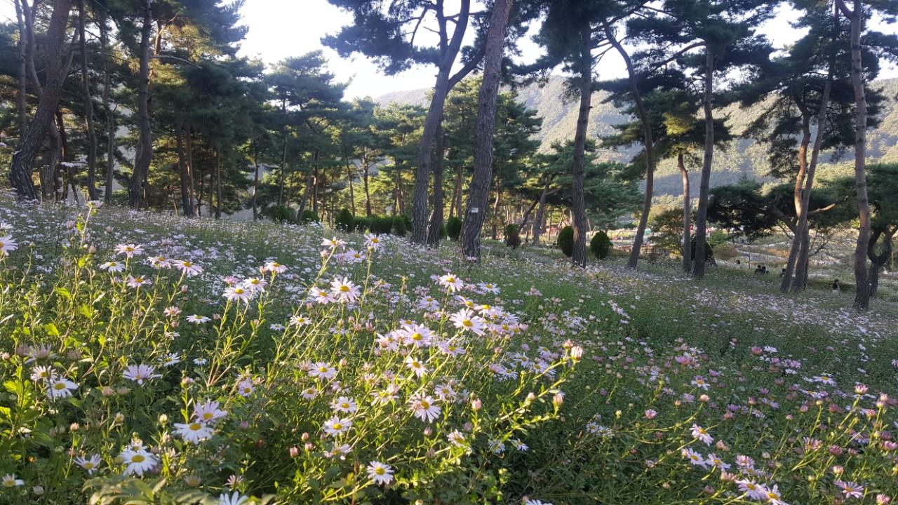 [국악와인열차] 10월 9일 정읍 옥정호 구절초 축제 / 정읍사 문화공원 핑크뮬리
