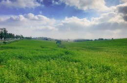 [국악와인열차] 4월 19일 익산 미륵사지 / 고창 청보리밭