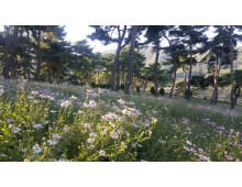 [국악와인열차] 10월 9일 정읍 옥정호 구절초 축제 / 정읍사 문화공원 핑크뮬리