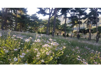 [국악와인열차] 10월 9일 정읍 옥정호 구절초 축제 / 정읍사 문화공원 핑크뮬리