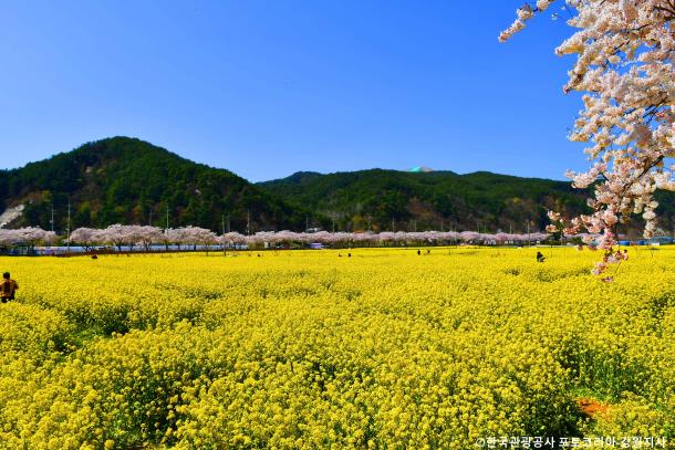♥봄꽃♥[KTX-당일]노랑 물결 맹방유채꽃축제+묵호항+강릉