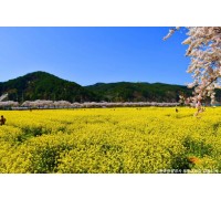 ♥봄꽃♥[KTX-당일]노랑 물결 맹방유채꽃축제+묵호항+강릉