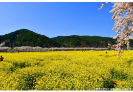 ♥봄꽃♥[KTX-당일]노랑 물결 맹방유채꽃축제+묵호항+강릉