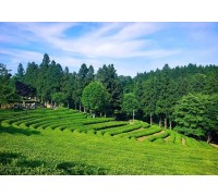 ITX-새마을 남도파노라마 1박2일(담양대통밥/목포한정식/법성포굴비정식)