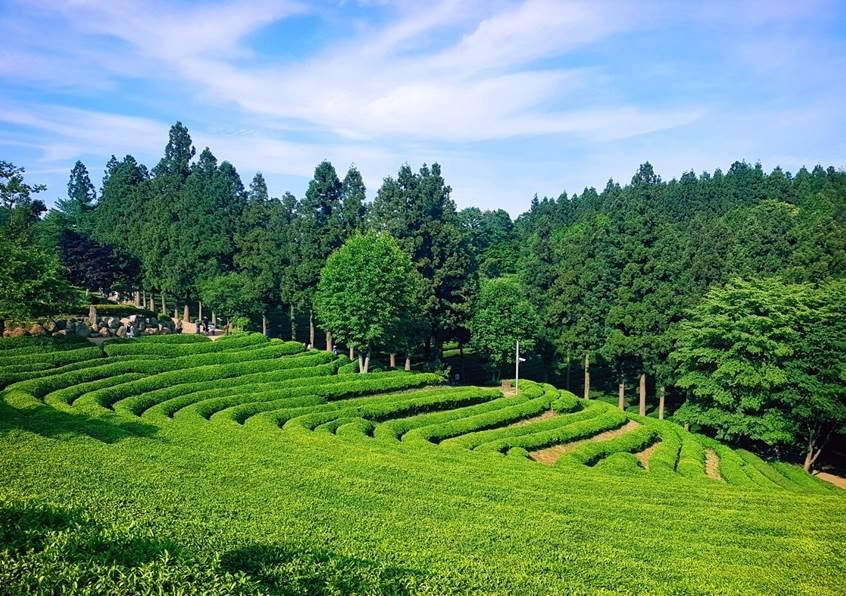 SRT수서역/동탄역]◈품격◈남도파노라마-1박2일~(담양대통밥/목포한정식/법성포굴비정식)-목포 신안비치호텔 숙박