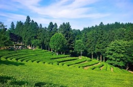 SRT수서역/동탄역]◈품격◈남도파노라마-1박2일~(담양대통밥/목포한정식/법성포굴비정식)-목포 신안비치호텔 숙박