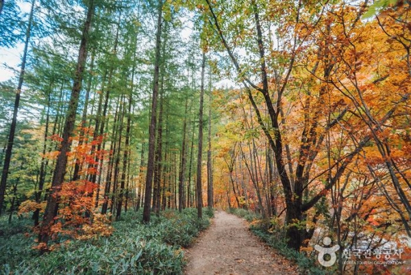 [KTX+평창관광택시①] 대관령 하늘목장+월정사 전나무숲