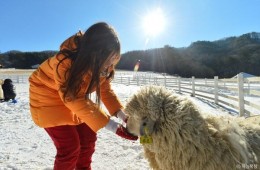 [KTX+평창관광택시①] 대관령 하늘목장+월정사 전나무숲