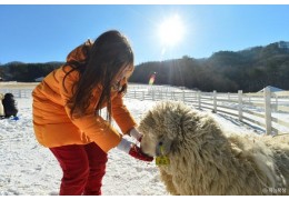[KTX+평창관광택시①] 대관령 하늘목장+월정사 전나무숲