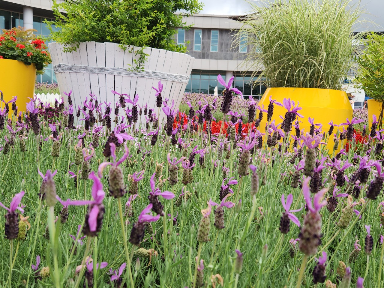 [국악와인열차] 6월 6일 남원 지리산 허브밸리 라벤더 / 곡성 섬진강 장미공원