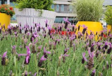 [국악와인열차] 6월 6일 남원 지리산 허브밸리 라벤더 / 곡성 섬진강 장미공원