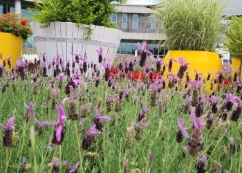 [국악와인열차] 6월 6일 남원 지리산 허브밸리 라벤더 / 곡성 섬진강 장미공원