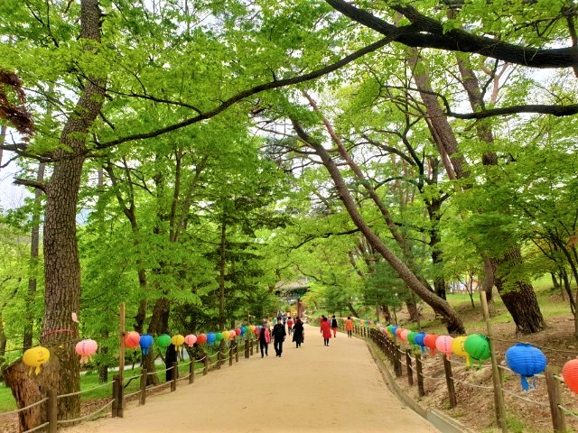 [국악와인열차] 6월 11,16일 영동 와이너리 투어 / 추풍령 급수탑공원 장미 / 직지사