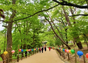 [국악와인열차] 6월 11,16일 영동 와이너리 투어 / 추풍령 급수탑공원 장미 / 직지사