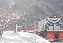 [KTX이음] 정선 만항재 눈꽃 & 백두대간 협곡열차 겨울 기차여행 (부산출발)
