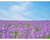 KTX - 보랏빛 꽃천지!! 정읍 허브원 라벤더꽃 & 담양죽녹원 & 메타세콰이어 여행(당일)--대전역 승하차