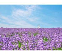 KTX - 보랏빛 꽃천지!! 정읍 허브원 라벤더꽃 & 담양죽녹원 & 메타세콰이어 여행(당일)--대전역 승하차