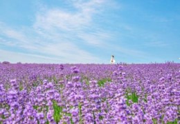 KTX - 보랏빛 꽃천지!! 정읍 허브원 라벤더꽃 & 담양죽녹원 & 메타세콰이어 여행(당일)--대전역 승하차