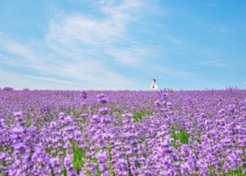 KTX - 보랏빛 꽃천지!! 정읍 허브원 라벤더꽃 & 담양죽녹원 & 메타세콰이어 여행(당일)--대전역 승하차
