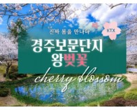 KTX - 봄꽃의 대향연!! 경주 보문단지 왕 벚꽃 여행(당일) 행사금액 3/21~4/12 출발