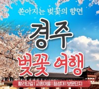 [KTX/봄꽃] 경주 보문단지 왕벚꽃 당일 기차여행 (황리단길 동궁과월지 대릉원 첨성대) 3/21~4/12