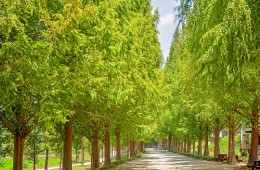 [KTX용산역/광명역-1박]전남 대표 관광지! 담양+순천으로 떠나는 별미여행