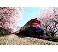 [KTX] 부산(용궁사/해운대 해변열차) & 진해 벚꽃(군항제) 1박2일 기차여행