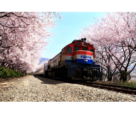 [KTX] 부산(용궁사/해운대 해변열차) & 진해 벚꽃(군항제) 1박2일 기차여행