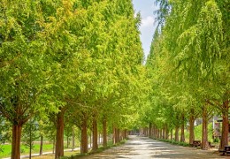 [SRT-당일]대나무 명소 담양(죽녹원/가로수길/소쇄원) 즐기기!