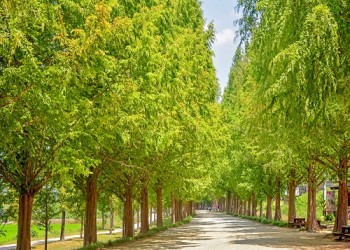 [SRT-당일]대나무 명소 담양(죽녹원/가로수길/소쇄원) 즐기기!