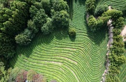 [KTX-당일]강력추천! 보성+담양 남도대표 관광 일번지