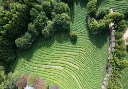 [KTX-당일]강력추천! 보성+담양 남도대표 관광 일번지