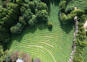 [KTX-당일]강력추천! 보성+담양 남도대표 관광 일번지