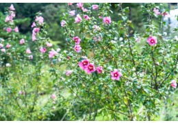 ♥봄축제♥[서해금빛열차-당일]무창포 쭈꾸미축제X보령3色 힐링