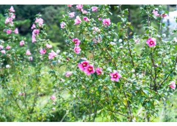 ♥봄축제♥[서해금빛열차-당일]무창포 쭈꾸미축제X보령3色 힐링